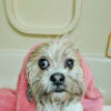 tobifareoliver tobifareoliver